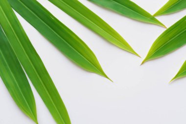 Beyaz Kağıtlı Güzel Yaprak Arkaplanı Serinletici ve Serin Kombinasyon