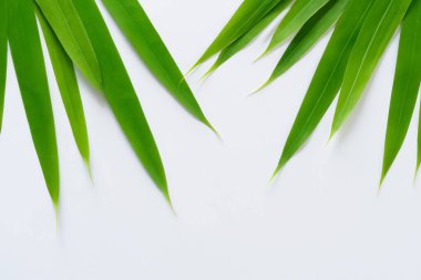 Beyaz Kağıtlı Güzel Yaprak Arkaplanı Serinletici ve Serin Kombinasyon