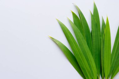 Beyaz Kağıtlı Güzel Yaprak Arkaplanı Serinletici ve Serin Kombinasyon