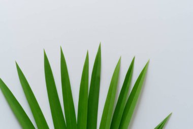 Beyaz Kağıtlı Güzel Yaprak Arkaplanı Serinletici ve Serin Kombinasyon