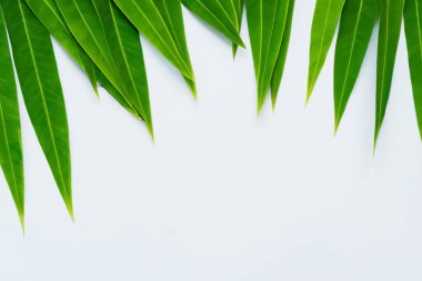 Beyaz Kağıtlı Güzel Yaprak Arkaplanı Serinletici ve Serin Kombinasyon