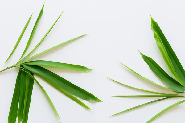 stock image Beautiful Leaf Background with White Paper A Refreshing and Serene Combination