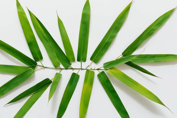 Stock image Beautiful Leaf Background with White Paper A Refreshing and Serene Combination