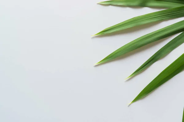 stock image Beautiful Leaf Background with White Paper A Refreshing and Serene Combination