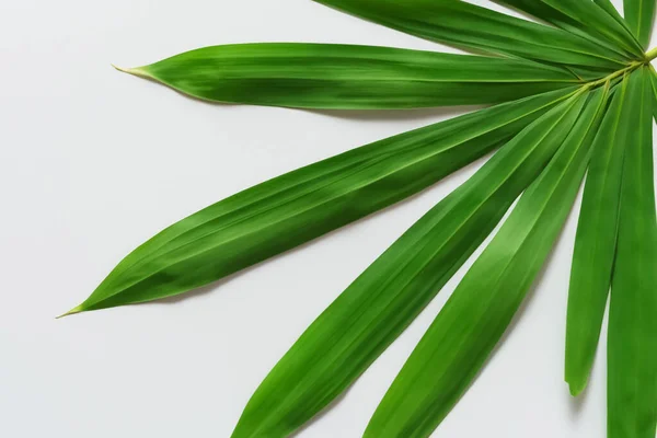 Beyaz Kağıtlı Güzel Yaprak Arkaplanı Serinletici Serin Kombinasyon — Stok fotoğraf