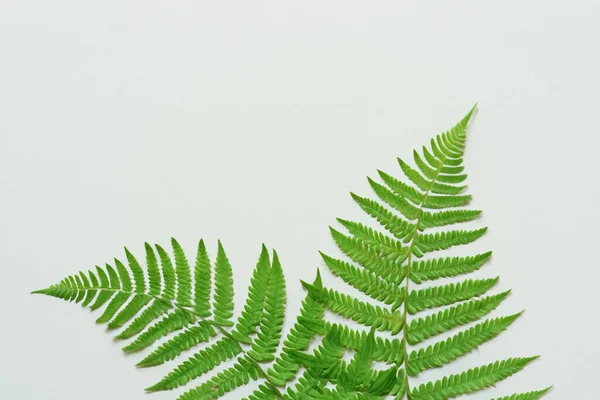 Beautiful Leaf Background White Paper Refreshing Serene Combination — Stock Photo, Image