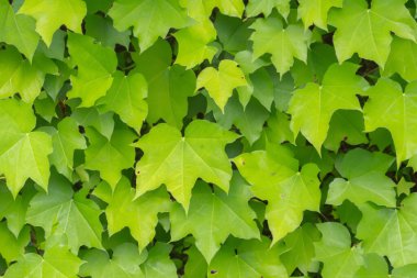 Yaprak Yaması: Mükemmel Rastgele Yaprak Arkaplan Koleksiyonu