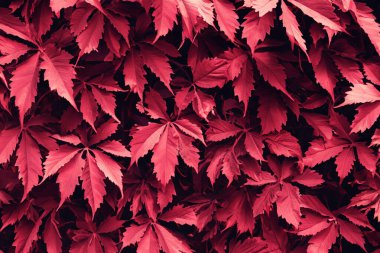 Yaprak Yaması: Mükemmel Rastgele Yaprak Arkaplan Koleksiyonu