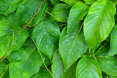 Yaprak Yaması: Mükemmel Rastgele Yaprak Arkaplan Koleksiyonu