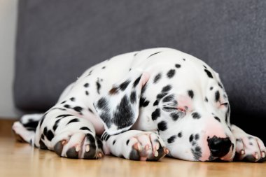 adorable french bulldog puppy sleeping on white sofa