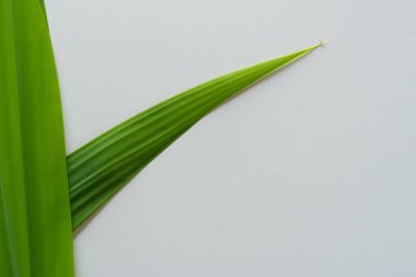 Beyaz Kağıtlı Güzel Yaprak Arkaplanı Serinletici ve Serin Kombinasyon