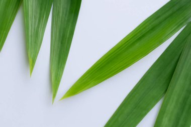 Beyaz Kağıtlı Güzel Yaprak Arkaplanı Serinletici ve Serin Kombinasyon