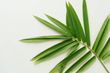 Leaf Background with White Paper A Refreshing and Serene Combination