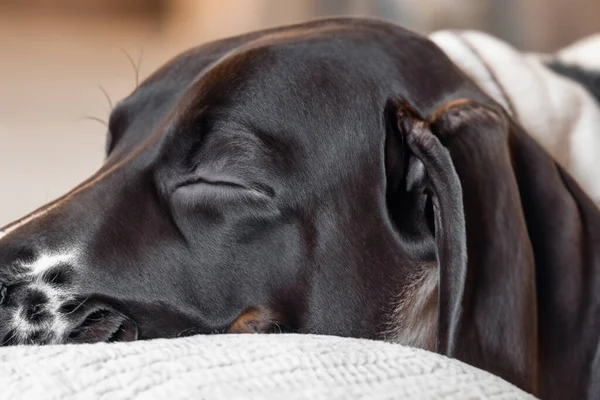portrait of a dog, doberman, black dog