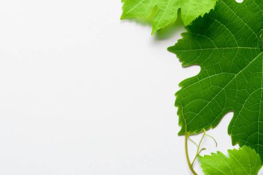 Elegant Vine Leaves: Beautiful Foliage on Paper
