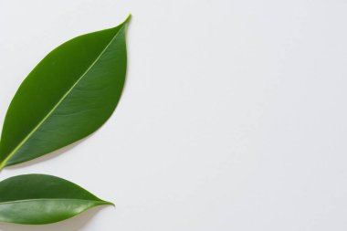 Beyaz Kağıtlı Güzel Yaprak Arkaplanı Serinletici ve Serin Kombinasyon