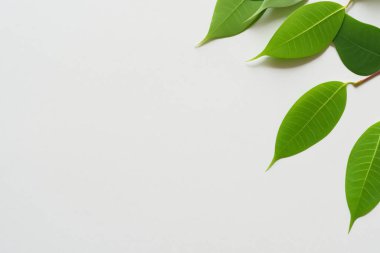 Beyaz Kağıtlı Güzel Yaprak Arkaplanı Serinletici ve Serin Kombinasyon