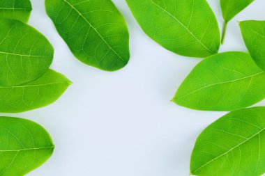 Beyaz Kağıtlı Güzel Yaprak Arkaplanı Serinletici ve Serin Kombinasyon