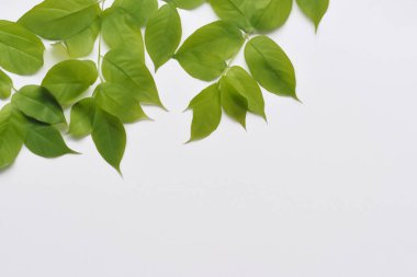 Beyaz Kağıtlı Güzel Yaprak Arkaplanı Serinletici ve Serin Kombinasyon