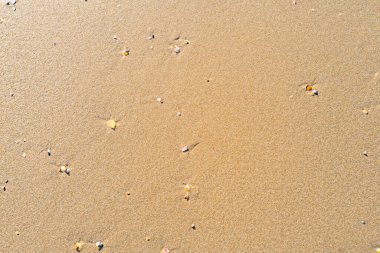 Kumsalda deniz kabukları