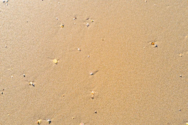 Морські Мушлі Пляжі — стокове фото