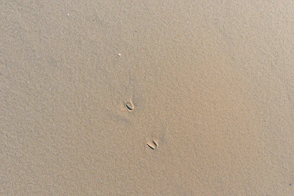 Ślady Stóp Piaskowej Plaży Ślady Stóp Morzu Ślady Stóp Piasku — Zdjęcie stockowe