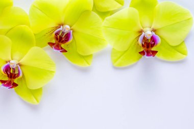 Beyaz arkaplanda sarı orkide.
