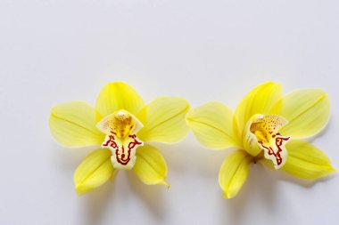 Orkide beyaz zemin üzerine