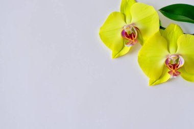 Beyaz arkaplanda orkide çiçeği