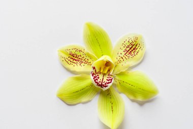 Güzel sarı orkide çiçeği