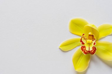 Beyaz arkaplanda izole edilmiş orkide çiçeği