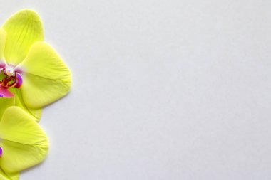 orkide çiçekleri beyaz arkaplanda kopyalama alanı ile