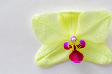 Beyaz arkaplanda izole edilmiş sarı çiçek