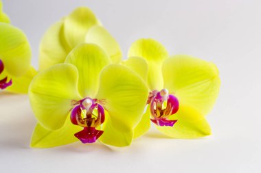 Beyaz arkaplanda güzel bir orkide çiçeği