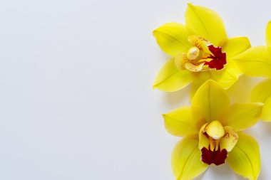 Beyaz arka planda güzel bir çiçek, üst manzara