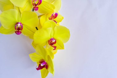 Beyaz arkaplanda güzel bir orkide çiçeği, yakın plan