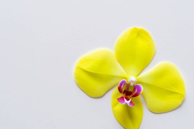 Beyaz arkaplanda sarı çiçek