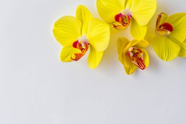 Beyaz arkaplan üzerinde beyaz orkide çiçekleri metin için kopyalama alanı.
