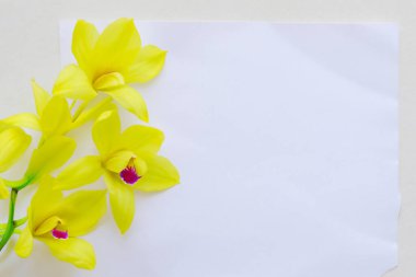 Beyaz kağıtta sarı orkide çiçeği