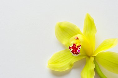 sarı orkide izole edilmiş beyaz arkaplan