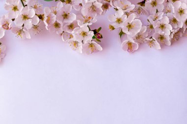 bahar arkaplanı. Hafif arka planda beyaz çiçekli kiraz çiçeği. bahar arkaplanı. düz yatış, üst görünüm