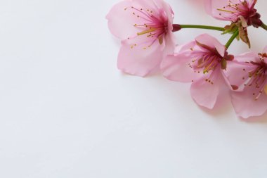 Beyaz arka planda bahar çiçekleri