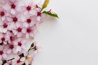 Beyaz bir arka plan üzerinde beyaz bahar çiçekleri