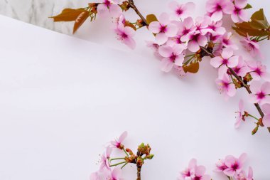 Beyaz arkaplanda pembe bahar çiçekleri