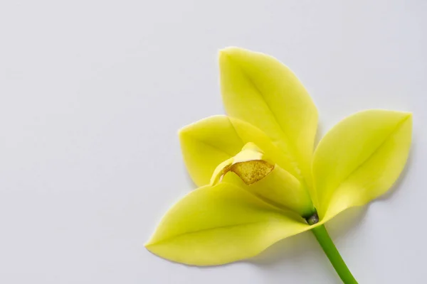 Belle Fleur Orchidée Sur Fond Blanc — Photo
