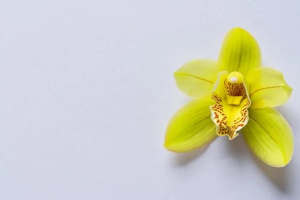 Żółty Kwiat Storczyk Białym — Zdjęcie stockowe