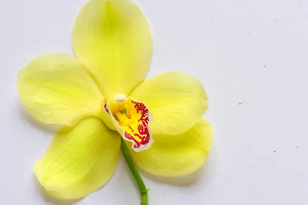 Belle Orchidée Jaune Sur Blanc — Photo