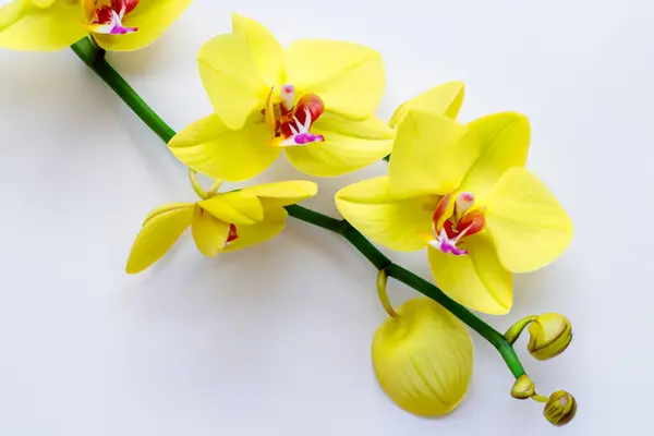 Belle Fleur Orchidée Gros Plan — Photo