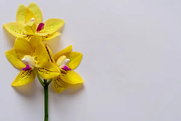 Желтый Цветок Орхидеи Белом Фоне Орхидея Белом Фоне Цветок Орхидеи — стоковое фото