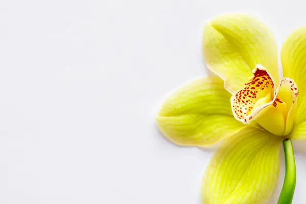 Belle Fleur Orchidée Sur Fond Blanc Gros Plan — Photo
